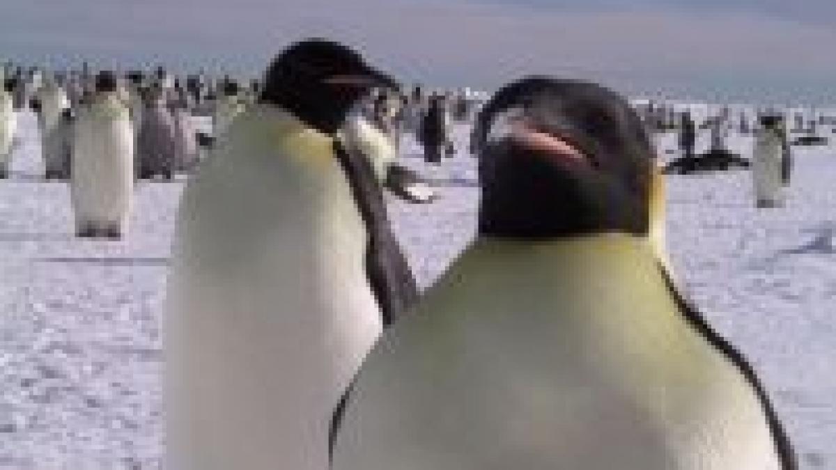 Pinguinii în pericol. Antarctica se topeşte de cinci ori mai repede decât alte zone