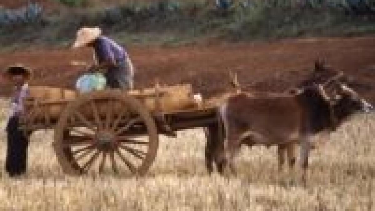 Marea Britanie angajează sezonieri în agricultură doar din România şi Bulgaria