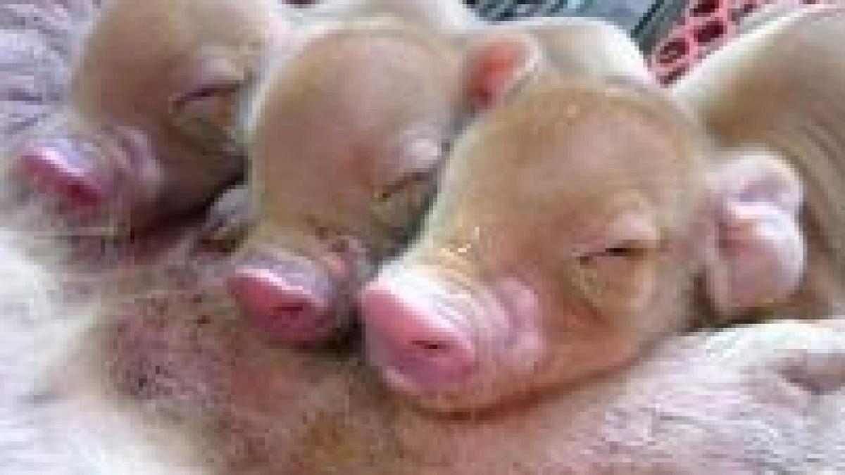 Americanii vor consuma lapte şi carne de la animale clonate