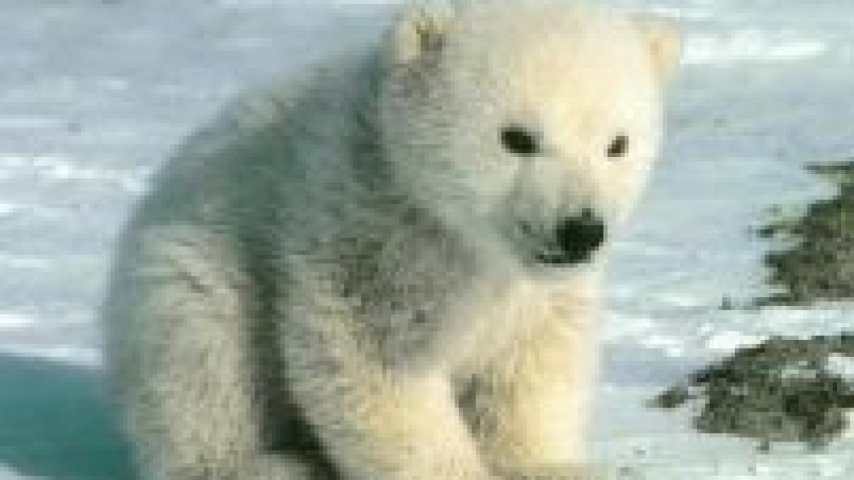 Germania. 4 pui de urs polar s-au născut la zoo