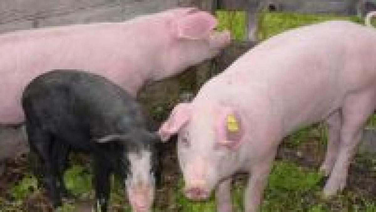 Ţăranii îşi vor putea sacrifica animalele tradiţional de sărbători