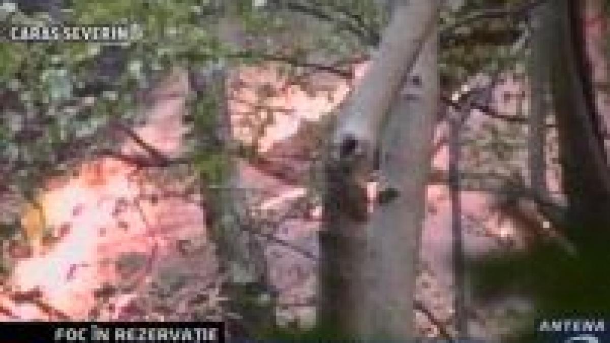 Incendiu în Parcul Naţional Domogled