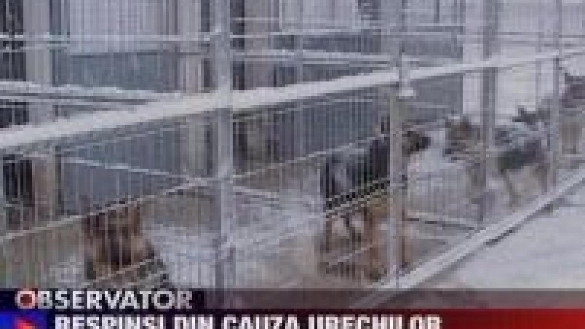 Sibiu. Patru câini provoacă o criză birocratică la unitatea canină a Ministerului de Interne