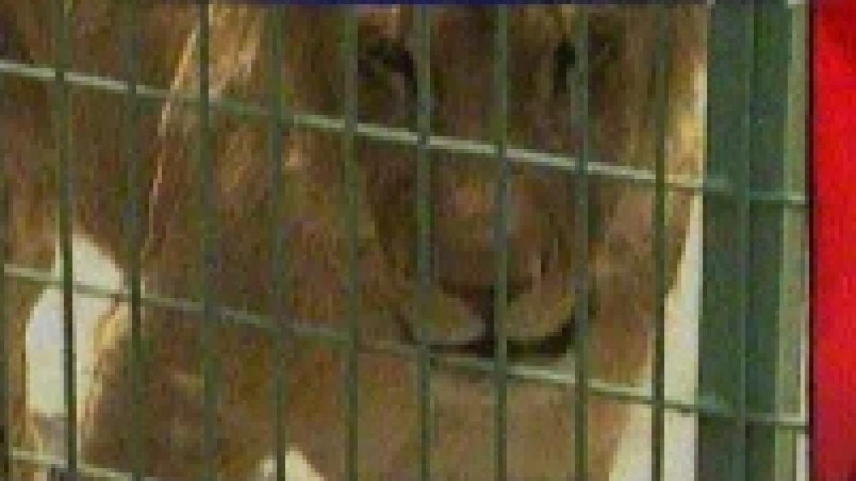 Zoo mai pierde un animal. Leoaica Elsa a murit în timpul unei operaţii