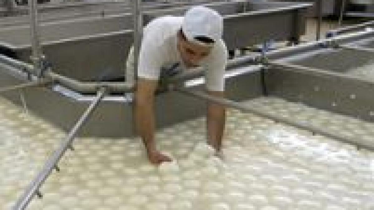 Italia. Dioxina şi Mafia ameninţă industria producătoare de mozzarella