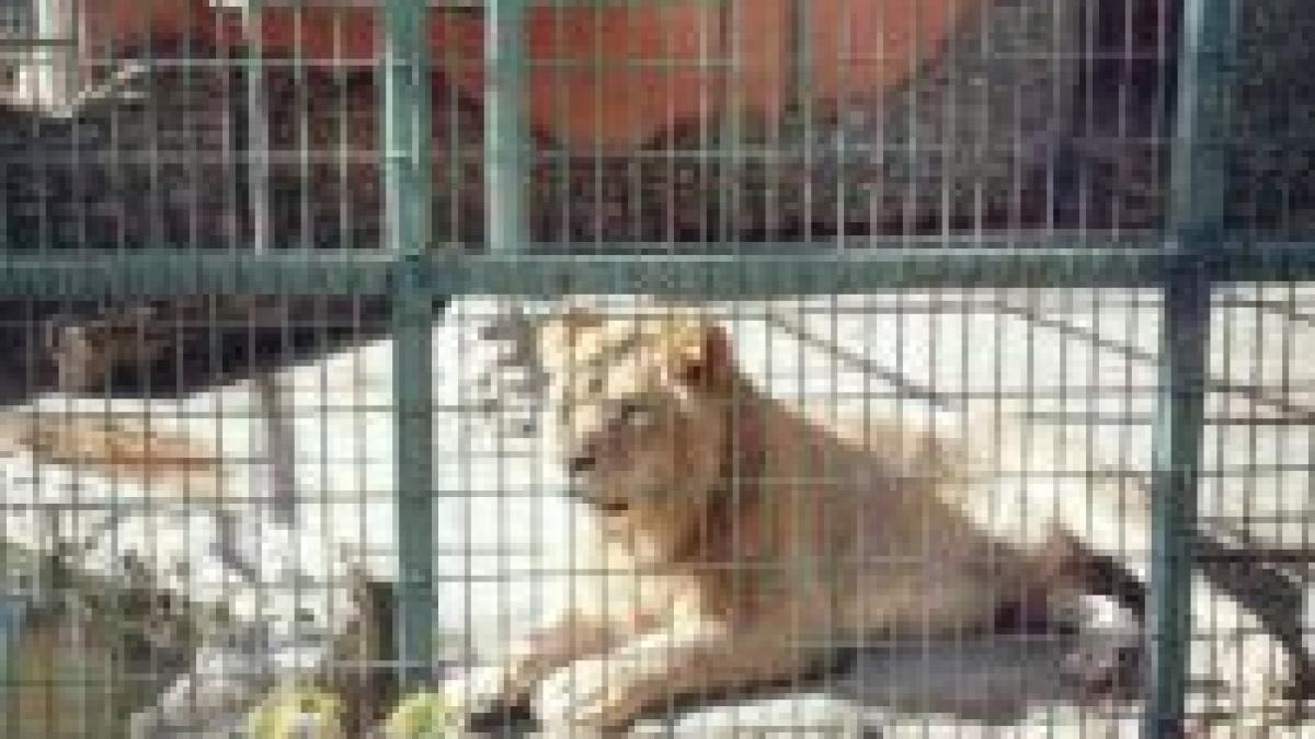 Ministrul Mediului: Mă încântă faptul că grădinile zoo cu probleme reduc numărul animalelor