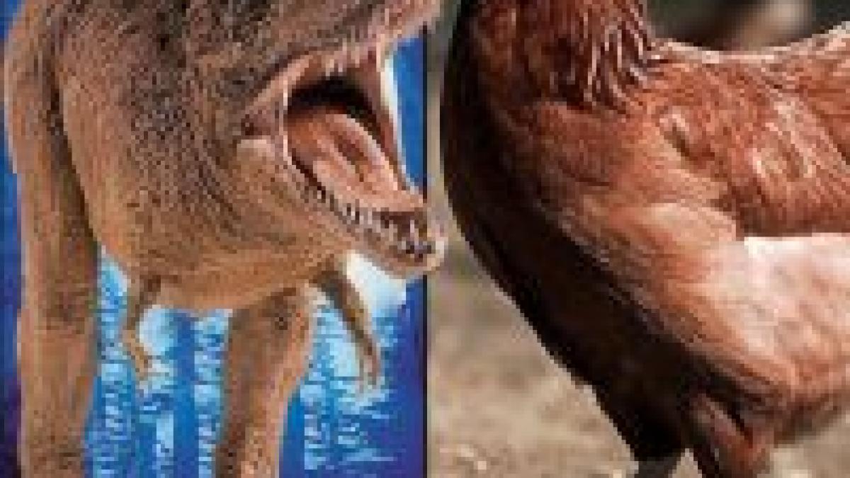 Un studiu american arată că Tyrannosaurus Rex se înrudeşte cu puiul de găină