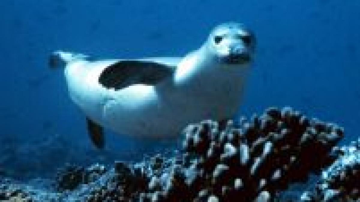 Caraibe: O specie de focă a fost oficial declarată dispărută, din cauza omului