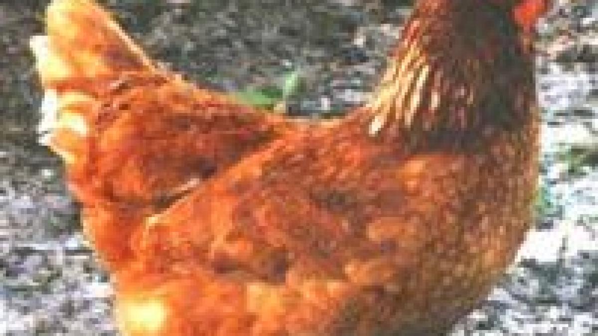 H5N1 revine. Toate păsările din Hong Kong vor fi sacrificate