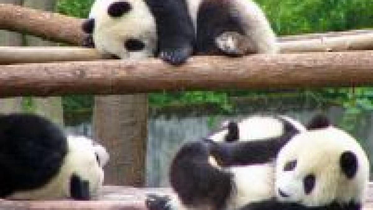 Consecinţele cutremurului din China. Animale pe cale de dispariţie riscă să moară de foame