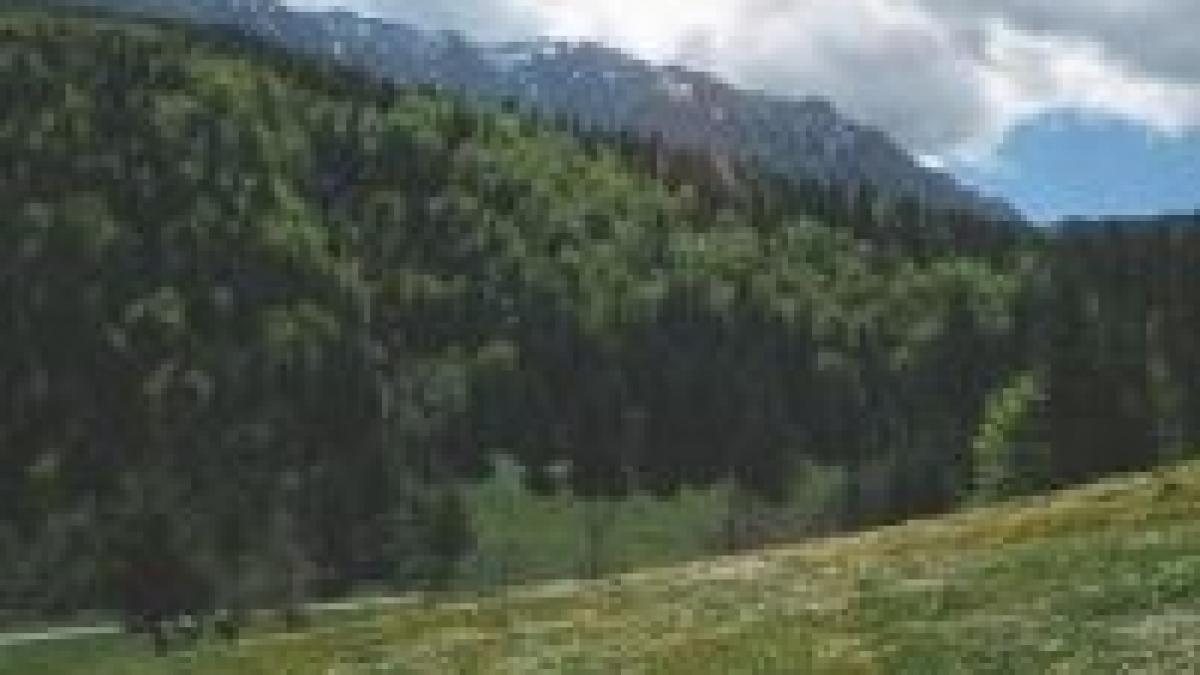 Dominic de Habsburg revendică circa 110 hectare de pădure în zona Bran