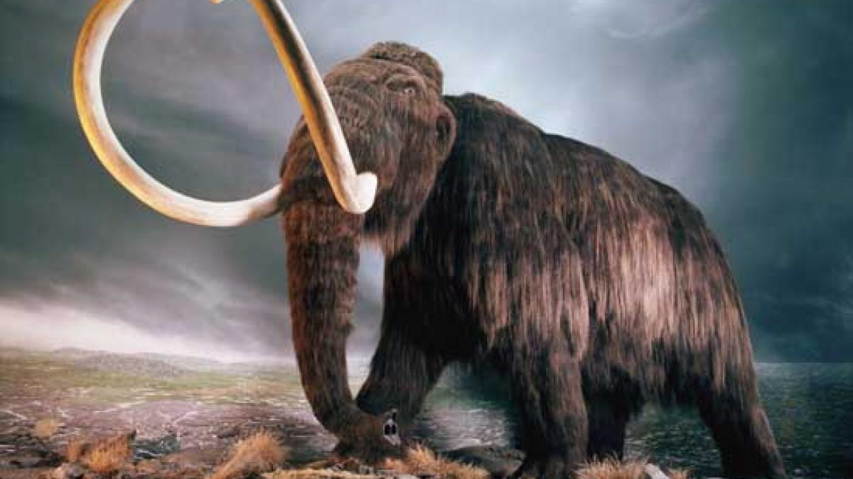 Craniu de mamut descoperit în sudul Franţei