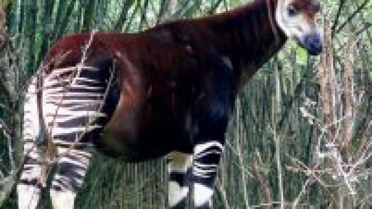 Okapi, unul dintre cele mai rare animale din lume, filmat în săbăticia Africii


