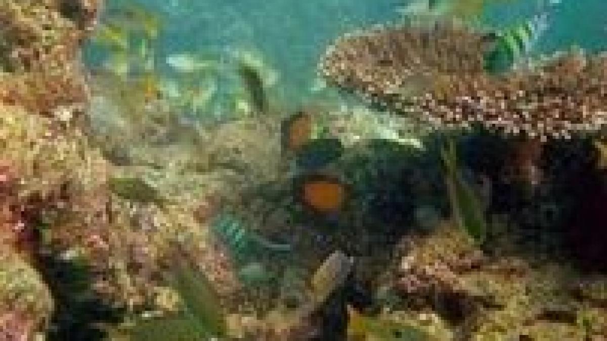 Biologii au descoperit sute de noi specii marine în Marea Barieră de Corali