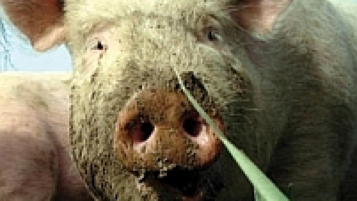 Bacău. Un om a murit şi alte zeci au ajuns la spital, după ce au mâncat carne de porc infestată