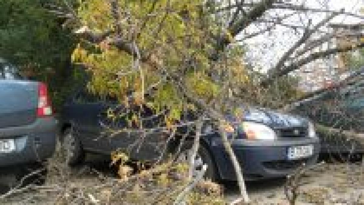 S-a întâmplat în Capitală. Un copac a căzut peste o maşină, iar automobilul e intact (FOTO)