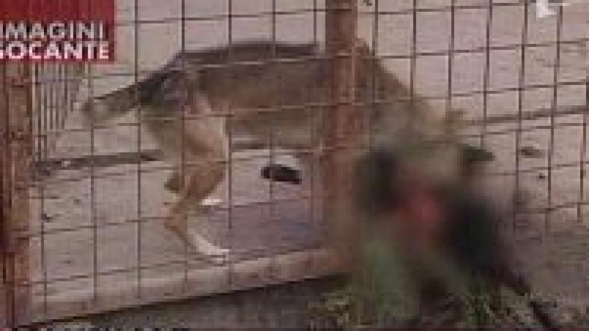 La adăpostul de câini din Paşcani, animalele înfometate se mănâncă între ele (IMAGINI ŞOCANTE)