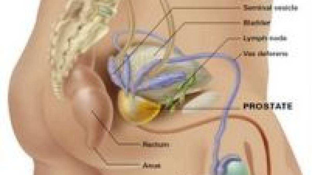Noi glande prostatice pot fi dezvoltate din celule stem 