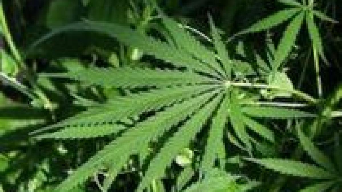 Marijuana ar putea ajuta la îmbunătăţirea memoriei şi la combaterea bolii Alzheimer