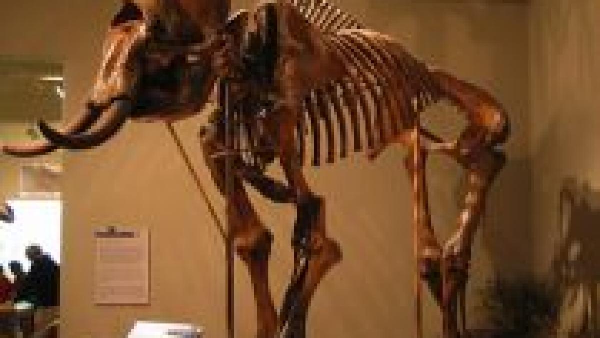 Jurassic Park în realitate: Crearea unui mamut în carne şi oase costă 10 milioane dolari