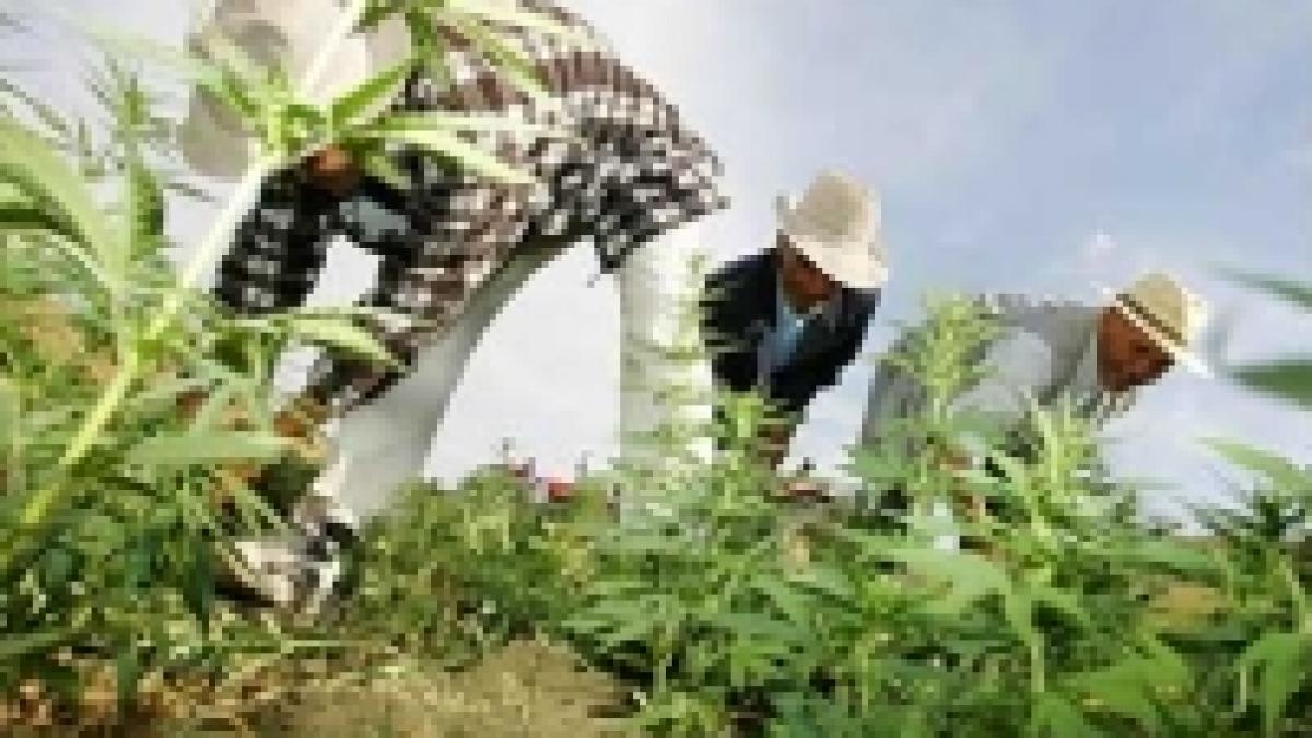 Primăriile olandeze ar putea produce cannabis pe cont propriu