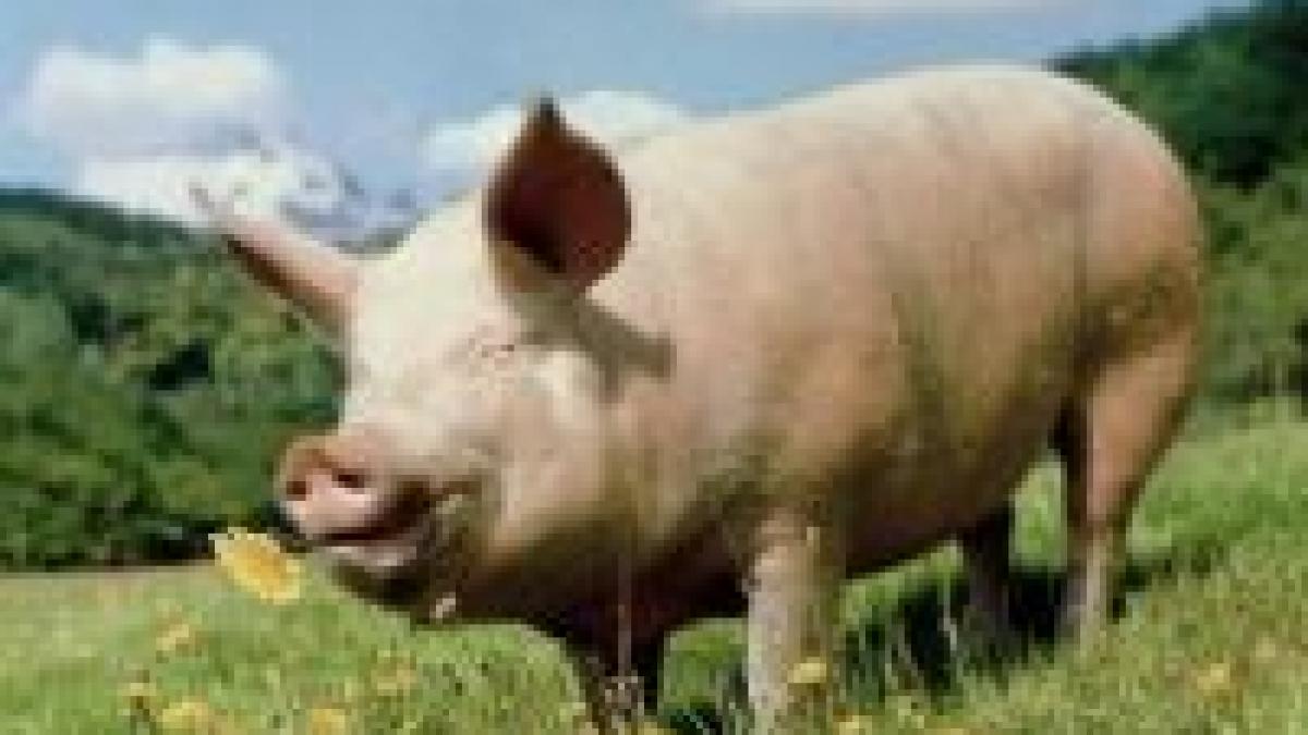 Irlanda a retras de pe piaţă toate produsele autohtone din carne de porc din cauza contaminării cu dioxină