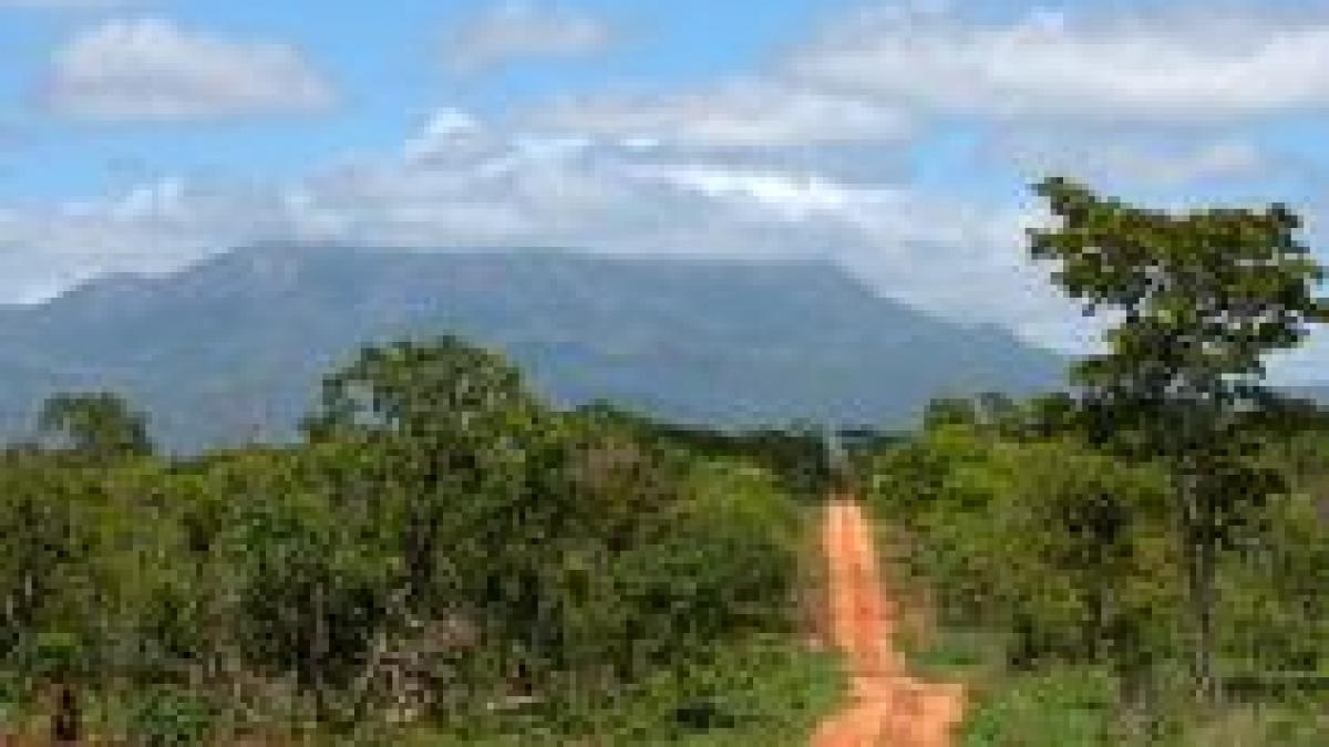 O nouă pădure a fost descoperită în Mozambic cu ajutorul Google Maps 