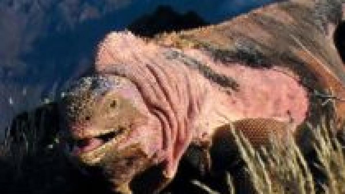 O specie de iguane roz, descoperită în Galapagos

