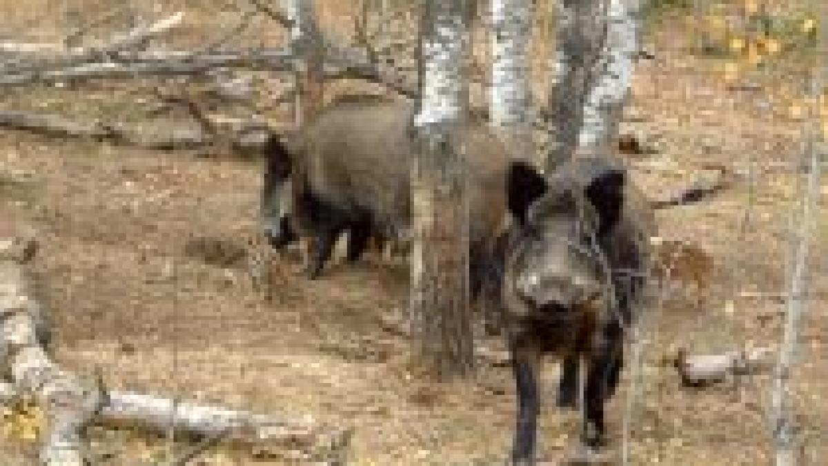 Peste 50 de mistreţi, împuşcaţi în prima zi a partidei de vânătoare de la Balc