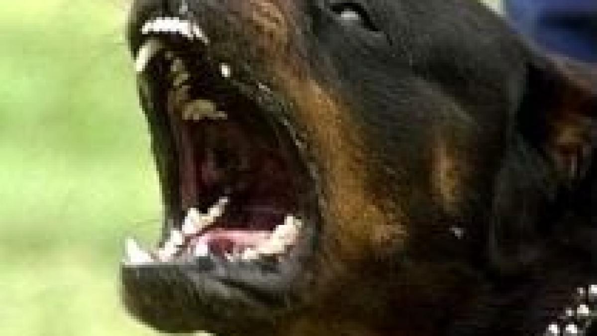 Un copil din Cluj, în stare gravă, după ce a fost muşcat de cap de un Rottweiler