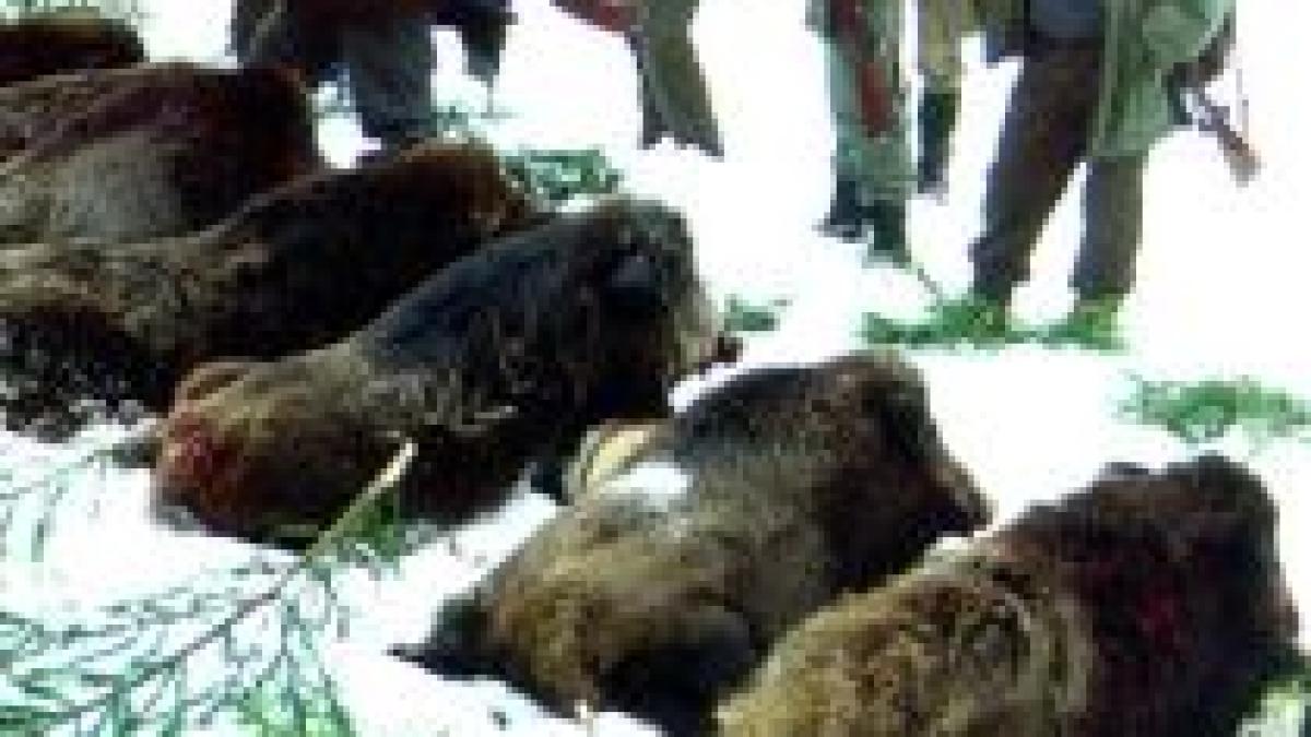 Vănătoarea organizată de Ion Ţiriac, la final. 250 de mistreţi au fost împuşcaţi