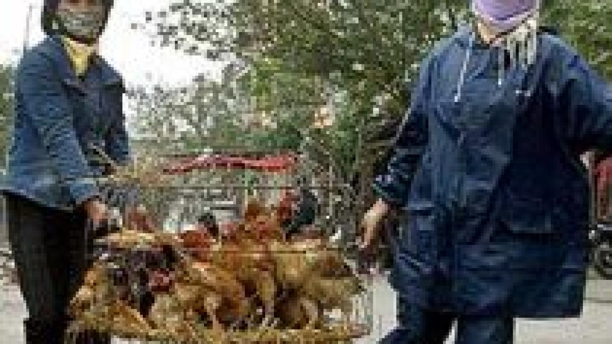 China. Gripa aviară face a treia victimă, de la începutul anului