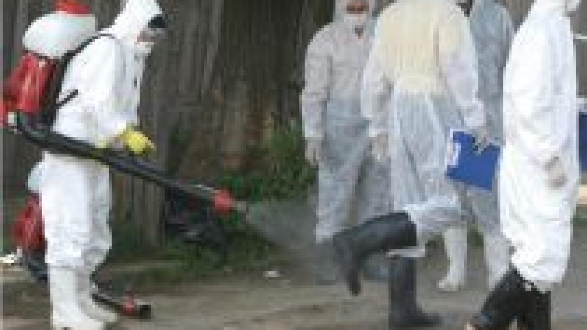 Gripa aviară din Vrancea, infirmată. Papagalii morţi în Focşani aveau doar pseudo-pestă aviară