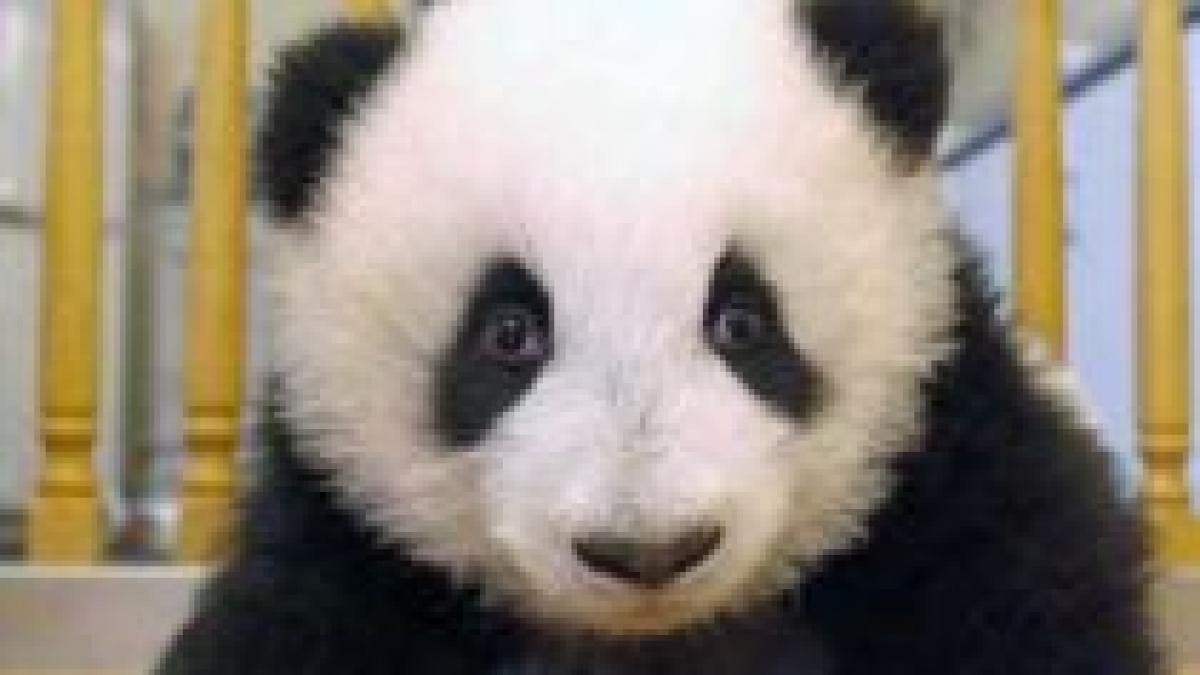 13 ursuleţi panda, prezentaţi pentru prima oară publicului chinez