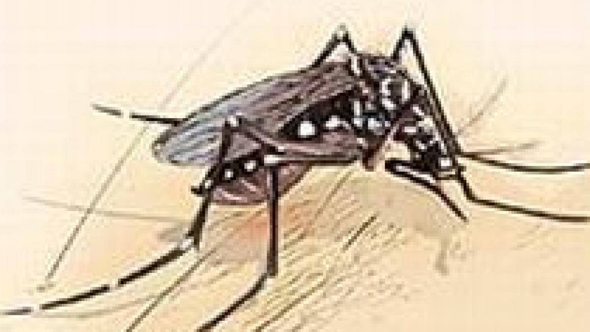 Bolivia, în stare de urgenţă după ce trei persoane au murit de febra dengue