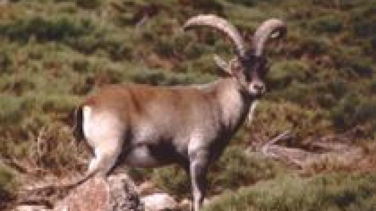 Premieră ştiinţifică. O specie de capră, dispărută acum 9 ani, readusă la viaţă prin clonare