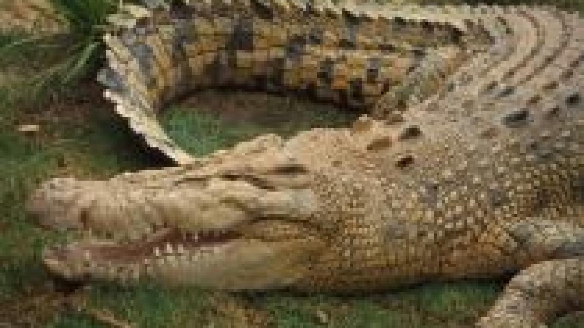 Crocodili în libertate, pe străzile din Australia, din cauza inundaţiilor