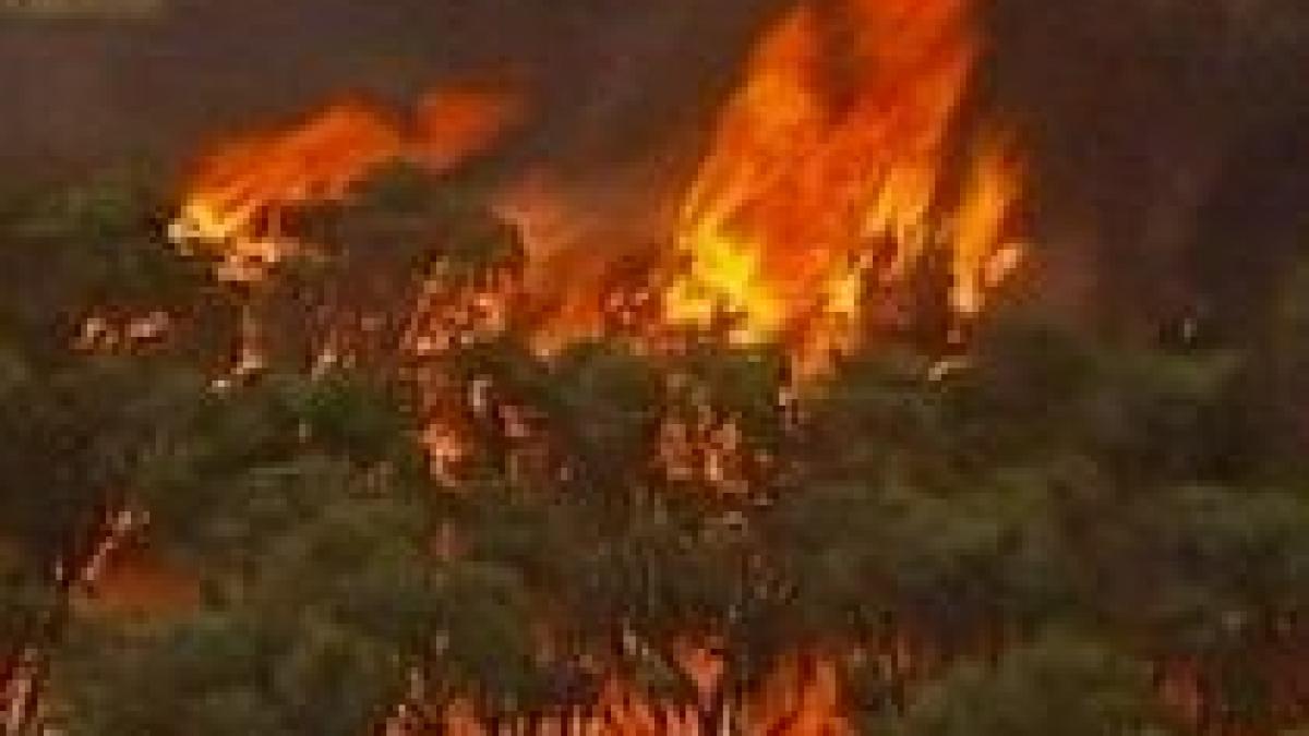 Caniculă fără precedent în Australia. 14 oameni au murit în urma incendiilor de vegetaţie