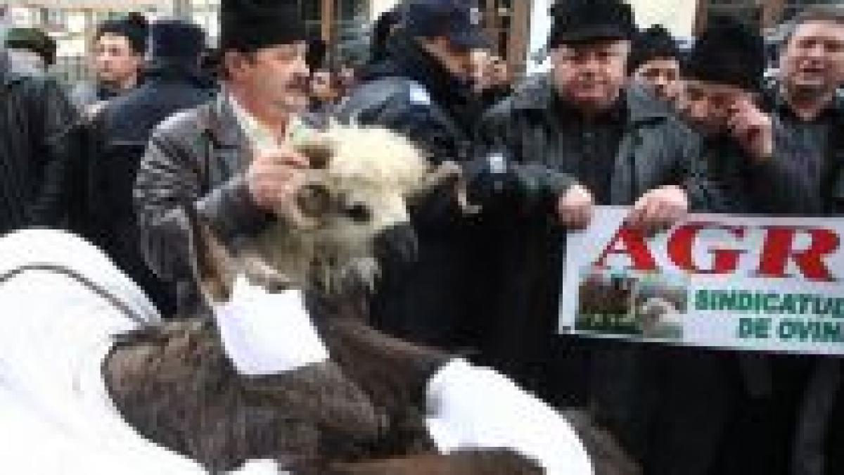 Crescătorii de animale au protestat faţă de noile norme de igienă a alimentelor pe care le produc