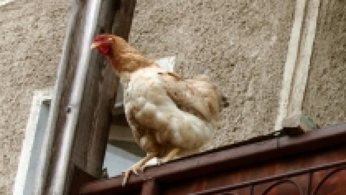 Gripa aviară ameninţă Vietnamul. Un bărbat de 32 de ani a murit din cauza virusului H5N1 