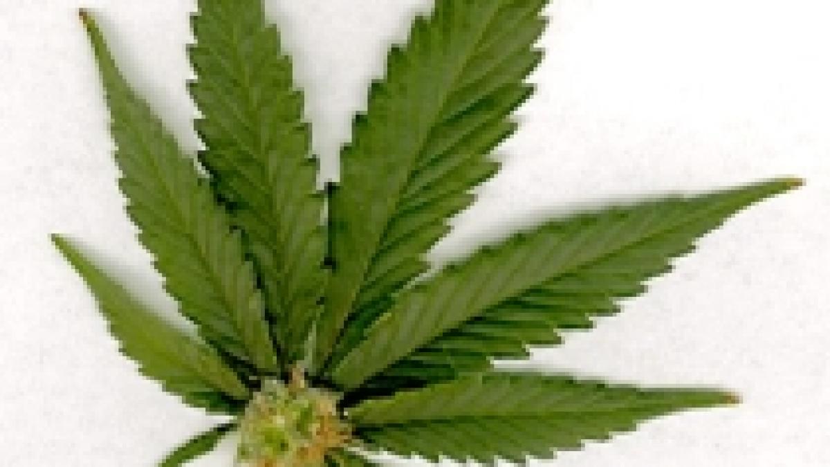 Studiu: Marijuana ajută la tratarea tumorilor şi a cancerului cerebral