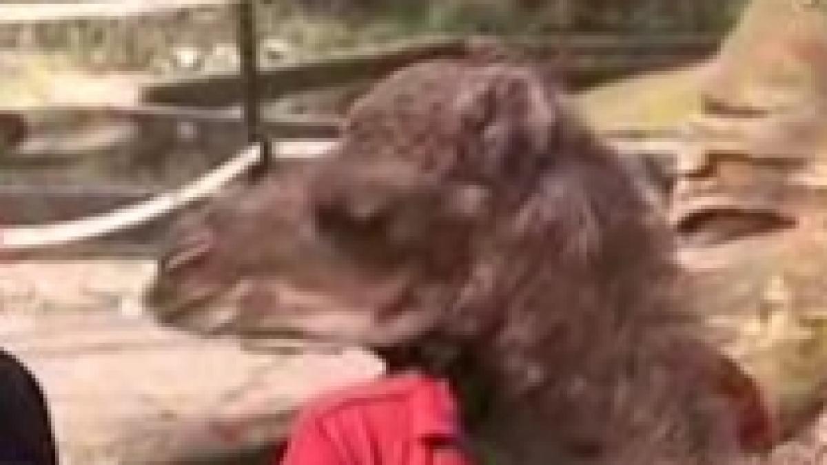 Puiul de dromader Jamila, vedeta Grădinii Zoologice din Berlin