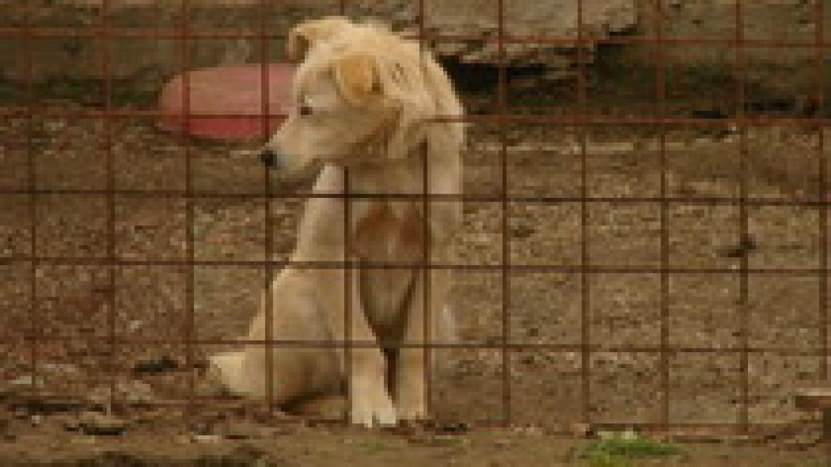 Jilava, închisoarea câinilor: Animale înfometate, prinse cu capul în gard, alături de cadavre (FOTO)