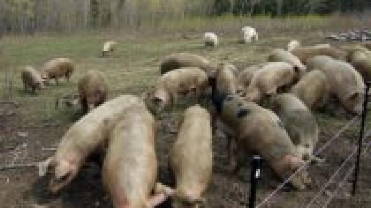 Alertă în Mexic şi SUA. Aproape 70 de oameni au murit din cauza unui nou virus al gripei porcine