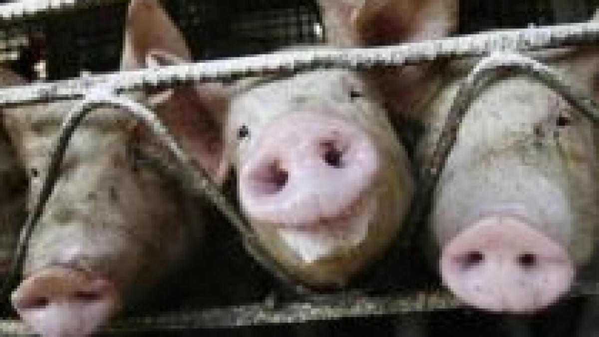 Egipt a decis sacrificarea tuturor porcilor din ţară, de teama gripei porcine

