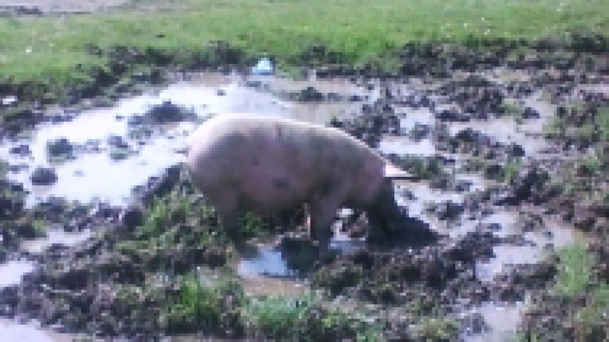 Indiferenţa, mai gravă decât pandemia. Porci în libertate, într-o zonă de agrement din Galaţi (FOTO)