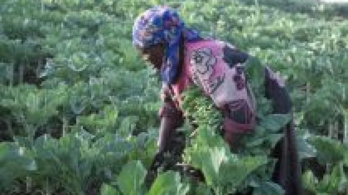 Teama de criza alimentară a dus la goana după pământ în Africa şi Asia

