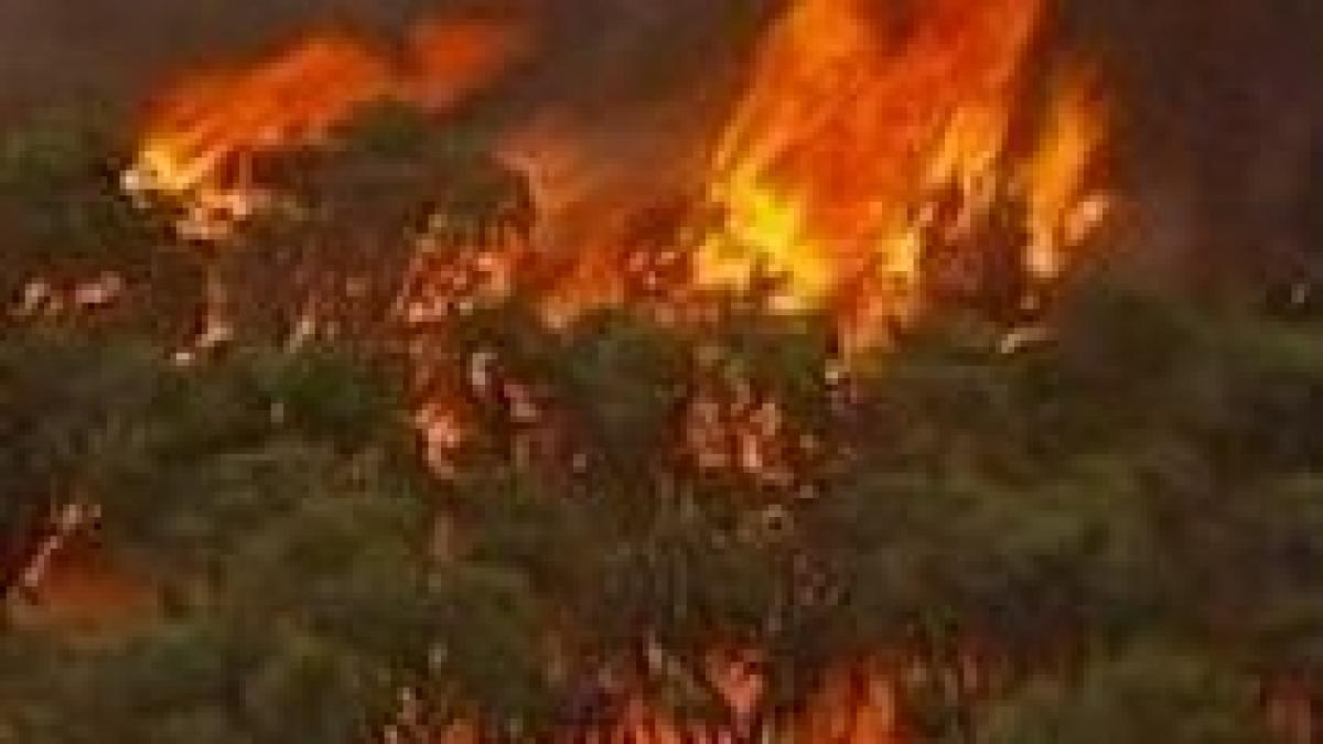 Stare de urgenţă în California: Mii de oameni şi-au părăsit casele din cauza incendiilor de vegetaţie (VIDEO)