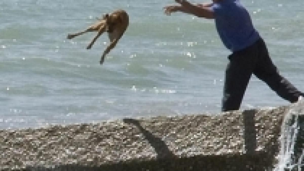 Care e animalul şi care e omul? Căţel azvârlit în mare de stăpânul său (FOTO)