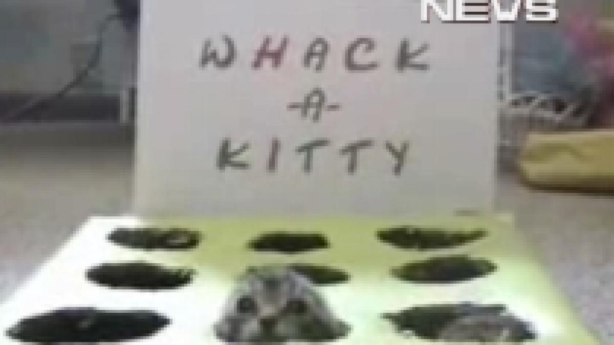 Whack?a?Kitty, unul dintre cele mai amuzante jocuri cu pisici (VIDEO)